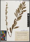 Foto von Salix triandra subsp. amygdalina (L.) Schübl. & G. Martens